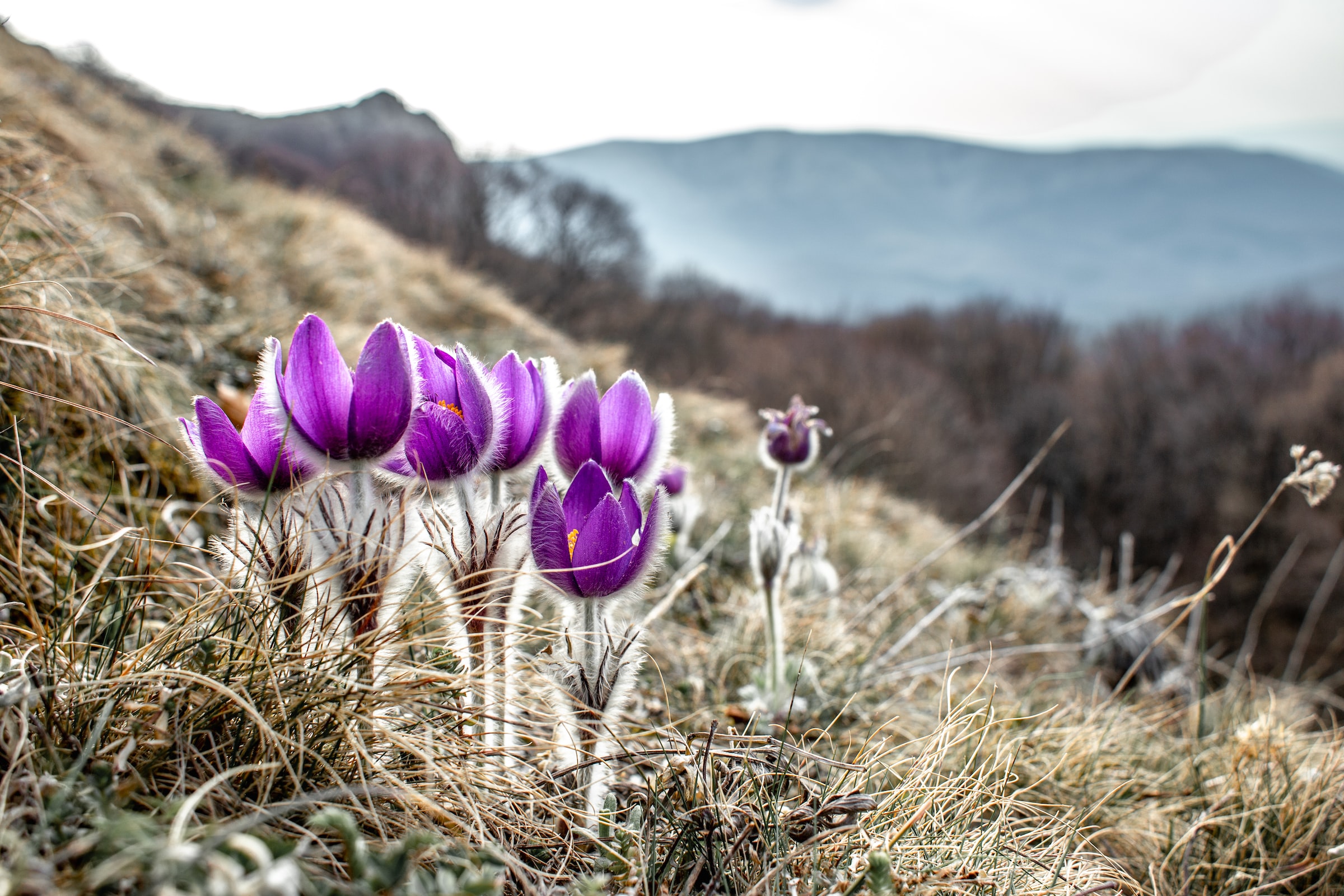 Pulsatilla am blühen